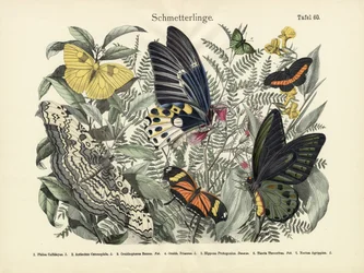 蝶、1860年頃